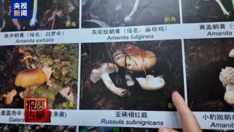 央视新闻调查云南大理“采菌游”，无序采摘已引发多起警情