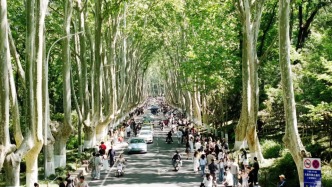 相關(guān)部門回應(yīng)南京鐘山風(fēng)景區(qū)梧桐大道擬調(diào)整為步行街：未最終確定
