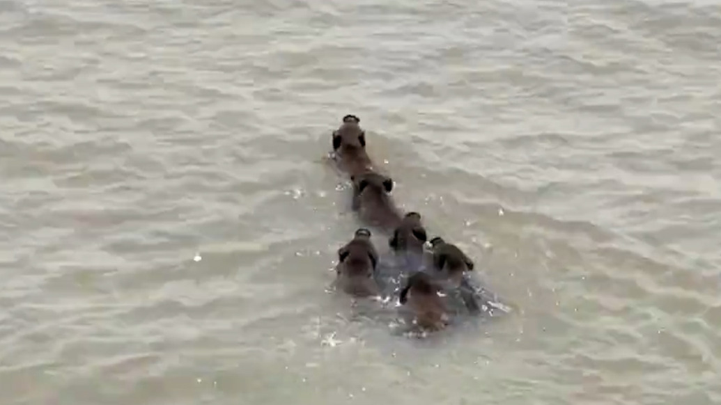 6頭野豬淡定橫渡長江，南京綠化園林局：它們具備長距離游泳能力，有遷徙天性
