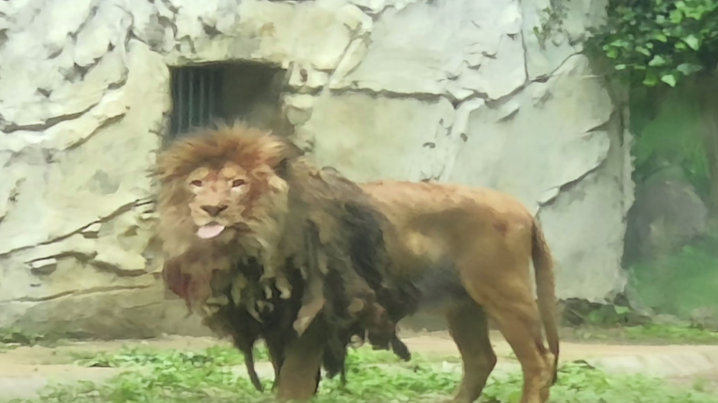 “葬爱风”狮子走红，园方：它太懒不爱洗澡，因为是猛兽无人敢靠近