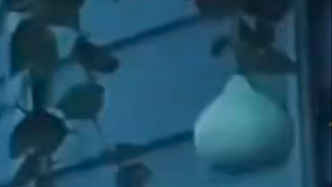 沈阳二环违停摘葫芦男子道歉！交警：罚款200元扣9分