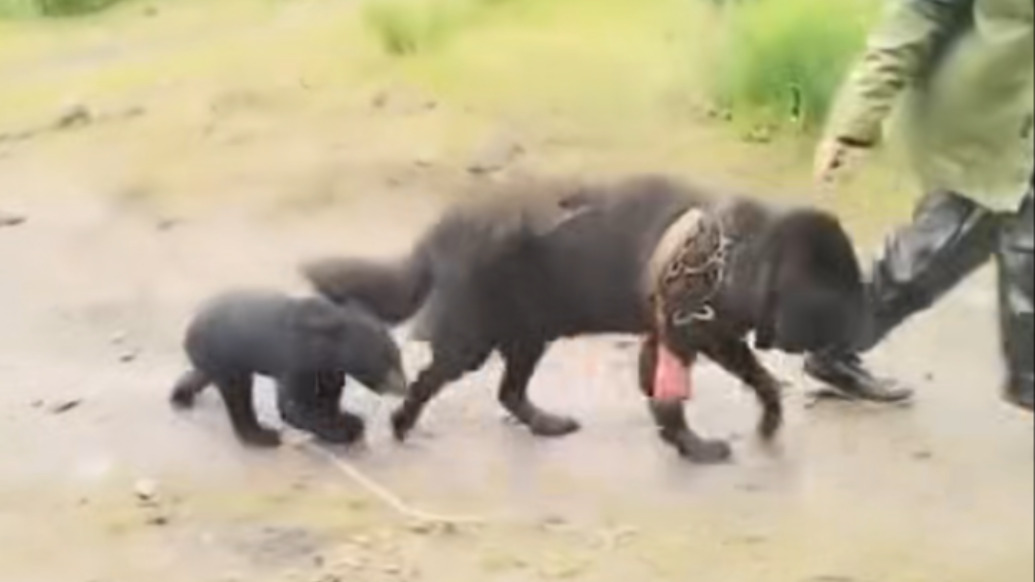 村民撿菌被小黑熊一路跟隨：可能迷路后誤認同行黑狗當(dāng)媽