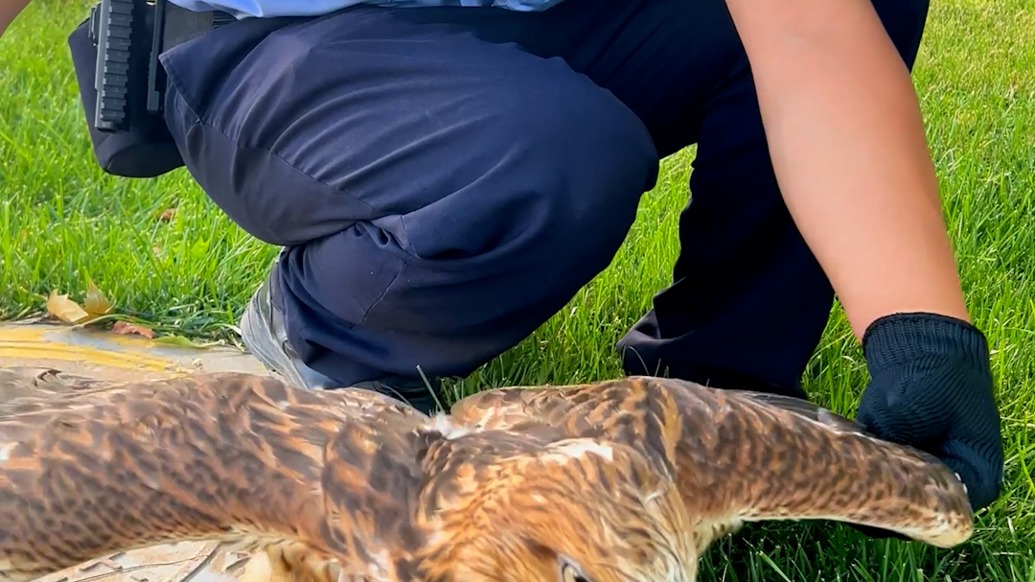 翼展近1米的金雕被困鐵絲網(wǎng)，民警化身“拆網(wǎng)俠”投喂救急