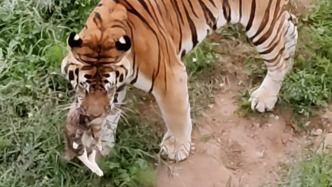 游客称“猫咪误入虎园惨死虎口”，园方：饲养员采取措施已来不及，大概率是野猫