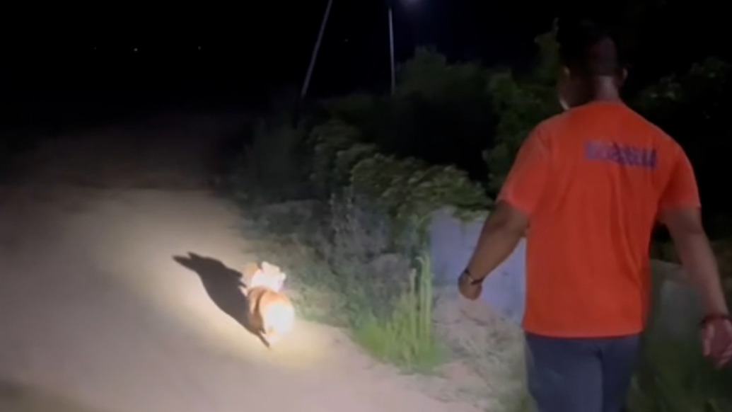 老人深夜未歸被尋回，救援隊：多虧與她朝夕相伴的柯基犬“引路”