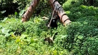 游客拍到黑猩猩持棍打鳥，園方：因領(lǐng)地意識(shí)較強(qiáng)攻擊了誤入的鳥，鳥正救治