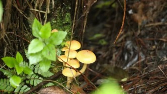 擅入大理蒼山保護(hù)區(qū)核心區(qū)、組織人員采菌，多人被立案調(diào)查