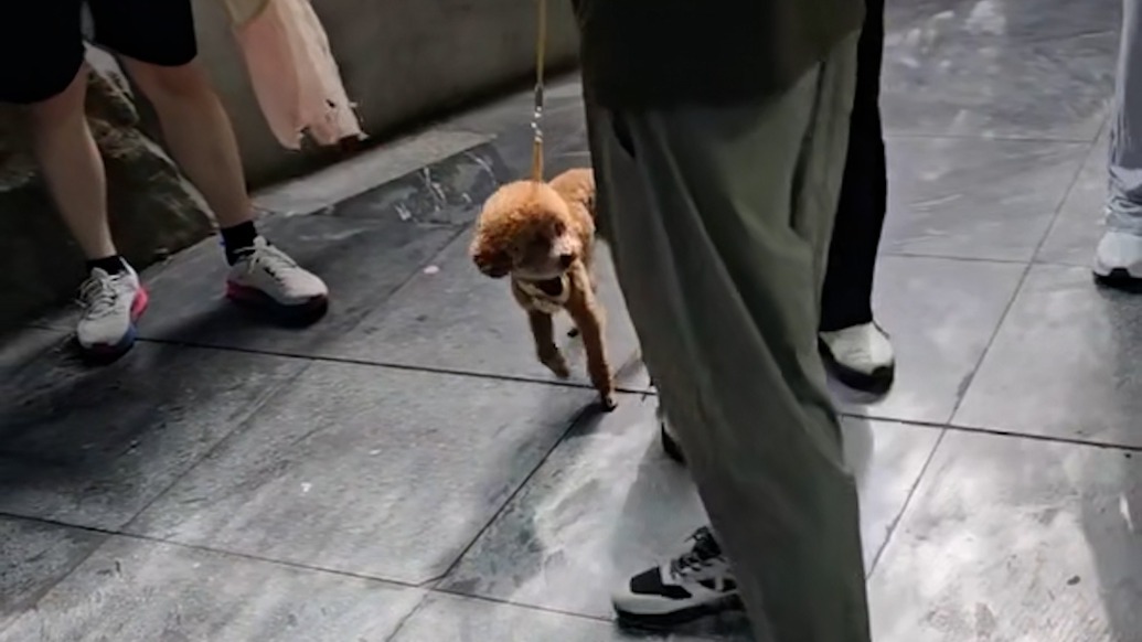 游客帶寵物狗進熊貓館？動物園：放包里偷偷帶進去的，已加強管理