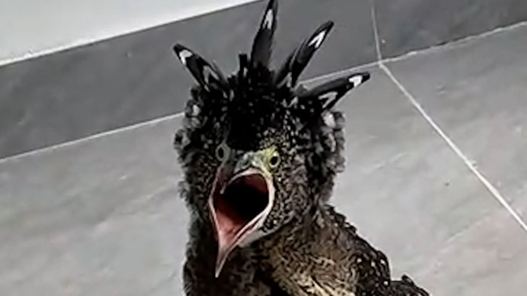 女子撿到兇萌怪鳥神似“小雞吃米圖”，已移交森林公安