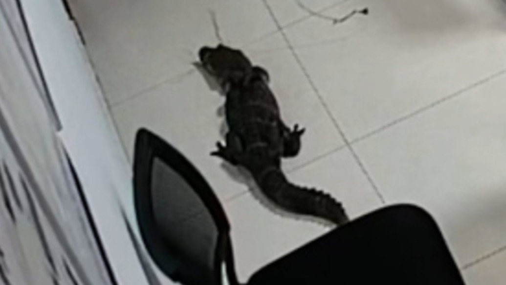 钓鱼钓到扬子鳄,钓友拎着它直奔派出所