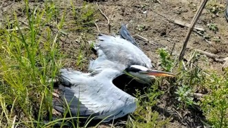 大鳥受傷墜入沼澤地，民警救助確認(rèn)系保護(hù)動(dòng)物蒼鷺