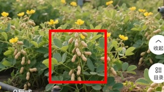 良品鋪?zhàn)踊貞?yīng)“樹(shù)上長(zhǎng)花生”宣傳海報(bào)：系誤用AI圖，啟動(dòng)全面核查