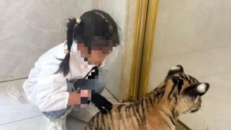 广西平南7岁女童在动物园和小老虎互动被咬伤右腿，善后尚未达成一致