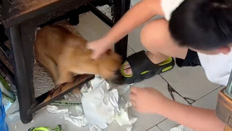 開學(xué)前小學(xué)生作業(yè)被狗狗撕了？家長：兒子很崩潰，現(xiàn)在已經(jīng)補完