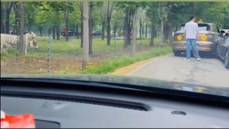動(dòng)物園猛獸區(qū)兩車發(fā)生剮蹭，雙方多人竟下車當(dāng)老虎面“吵架”