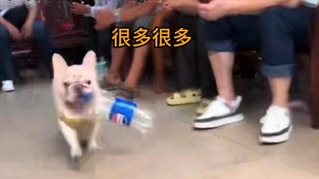 廣州一只小狗喜歡撿瓶子，5年攢下萬元存款