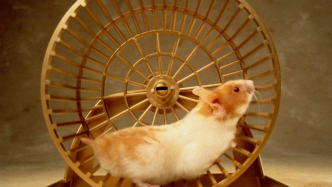 能源與時間：為何現(xiàn)代人類的時間可以用“鼠壽”來形容