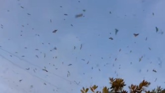 四川绵竹现“万鸟归巢”奇观，市民称生态好了，每年此时常有鸟群聚集