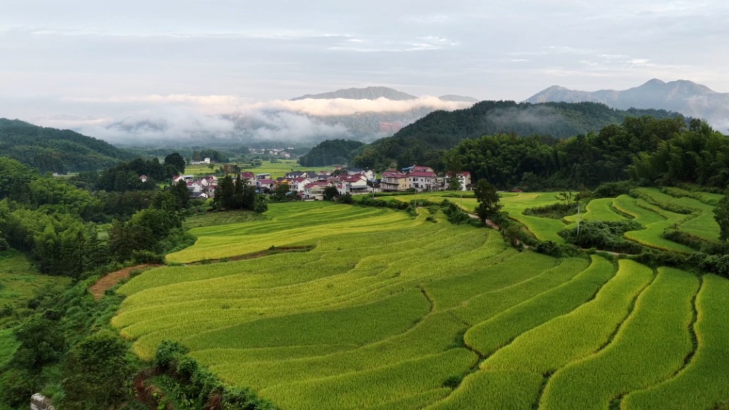 豐收序曲奏響!安徽旌德縣“云上梯田”水稻開鐮