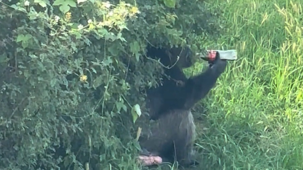 猩猩躲樹蔭下偷喝可樂，園方：禁止投喂，加強(qiáng)巡邏