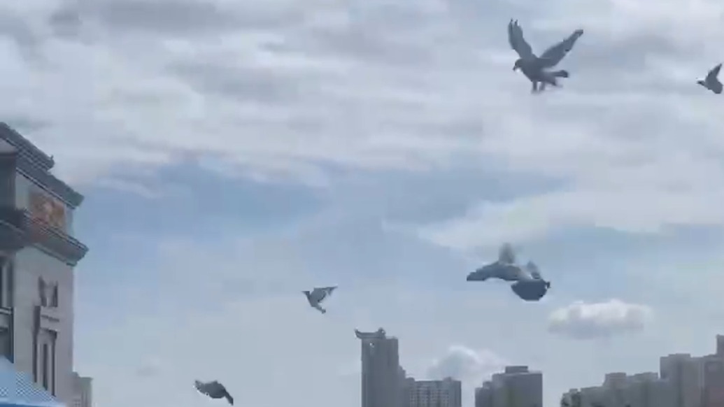 天安門(mén)廣場(chǎng)放飛的鴿子15分鐘到家了，鴿子戶說(shuō)看見(jiàn)自家鴿子放飛很自豪