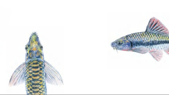 從婺源曉起村的光唇魚開始