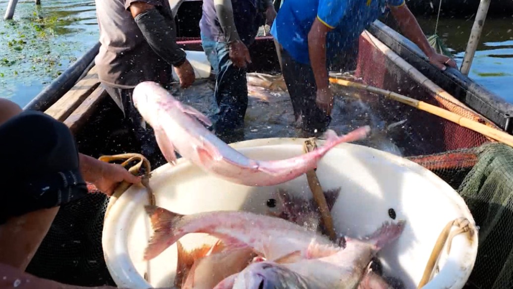 魚躍人歡好 “豐” 景，禁漁期結束漁民開船撒網