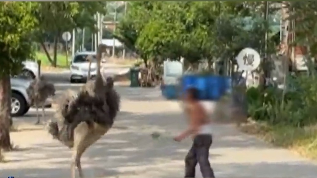 佛山街頭一鴕鳥和大叔“打架”，大叔撿樹枝反擊將其逼退