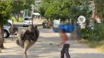 佛山街头一鸵鸟和大叔“打架”，大叔捡树枝反击将其逼退