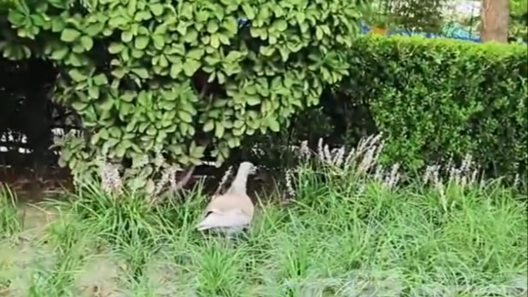 北京信鴿協(xié)會(huì)回應(yīng)市民救助落水和平鴿:回不了家的情況極為個(gè)別