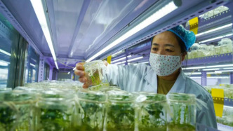 中国式现代化的万千气象｜牙克石打造中国马铃薯的“黄金芯片”