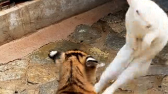 動物園3個月小老虎進(jìn)行脫敏訓(xùn)練，沒想到被兔子暴揍