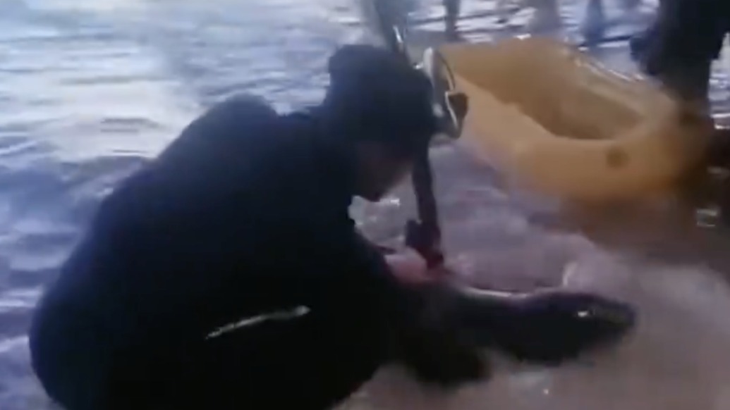 潜水爱好者拖拽海豹“阿侬”上岸，海南文昌警方：警告教育