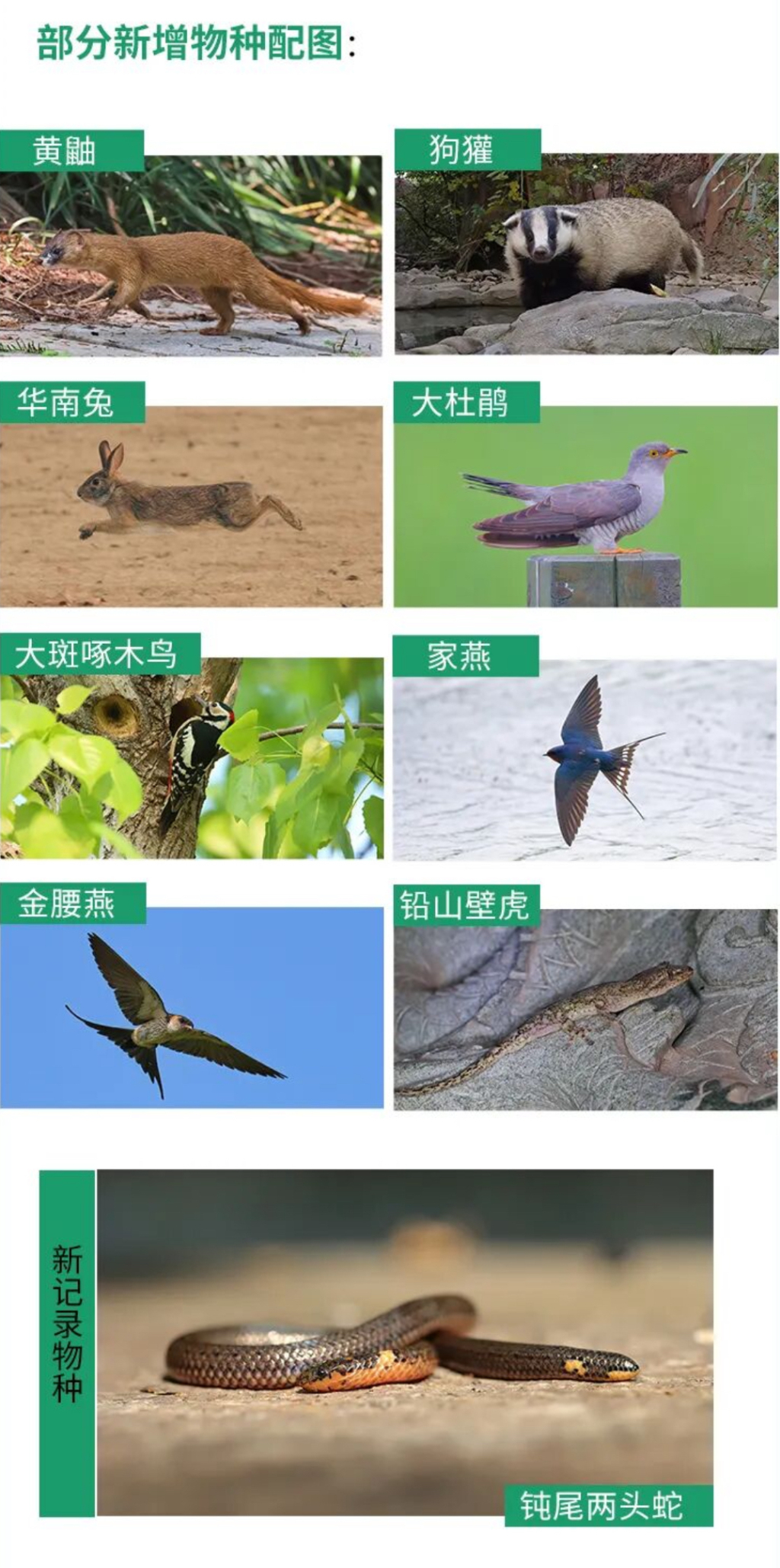 上海重点保护野生动物名录时隔32年首次调整，新增家燕、黄鼬等