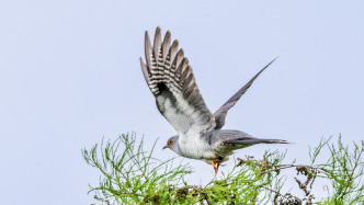 上海重点保护野生动物名录时隔32年首次调整，新增家燕、黄鼬等