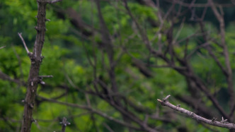 江西都昌通報：5歲走失男童遺體已找到，排除刑事案件