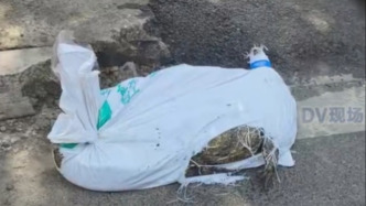 廣州一騎手稱配送死鱷魚半路卻活了，商家：我沒說過是死的