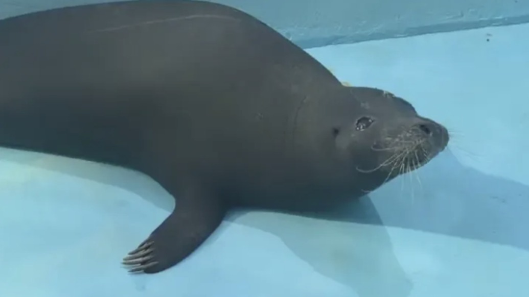 网红海豹“阿侬”初步体检结果公布：为国家一级保护动物斑海豹，体表多处陈旧性外伤