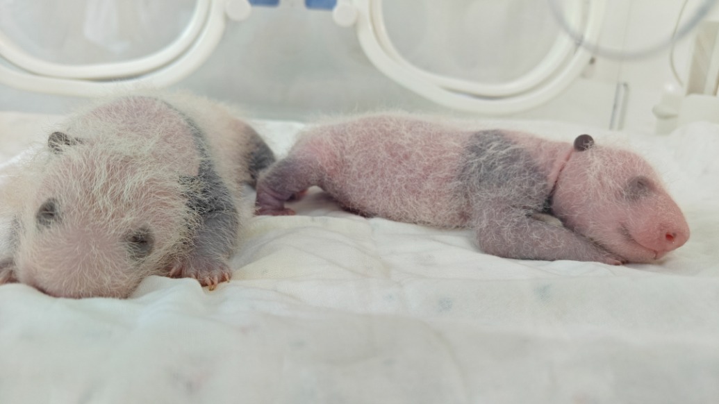 龙凤胎大熊猫宝宝来了!上海首次迎来一对“子二代”