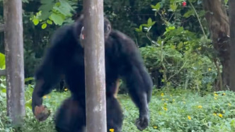 黑猩猩扔石头砸中幼儿，广州长隆野生动物世界：会加强巡逻和提示