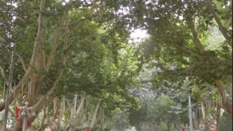 滬喀同心丨在“華夏梧桐第一縣”，盡享天然“梧桐博物館”