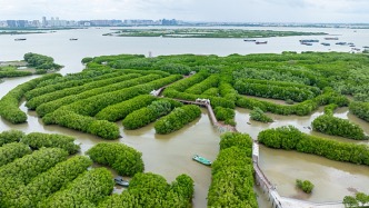 我國成為世界上少數(shù)紅樹林面積凈增加的國家之一
