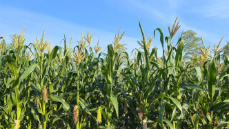 农业农村部副部长：目前我国农兽药残留限量标准超1.3万项