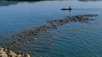 景區(qū)回應(yīng)“牛王率數(shù)百水牛渡江”：并非橫渡整個(gè)嘉陵江