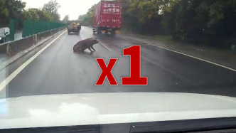 貨車(chē)一路掉落十頭生豬，后車(chē)司機(jī)狂追提醒最終找回九頭