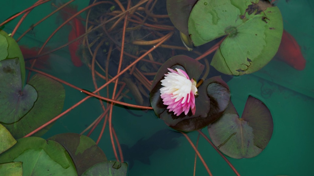 去北京恭王府看宮廷金魚