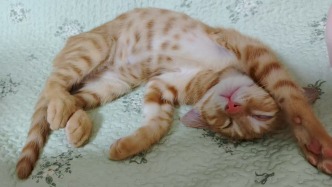 夜读｜小猫，让人心肠变软