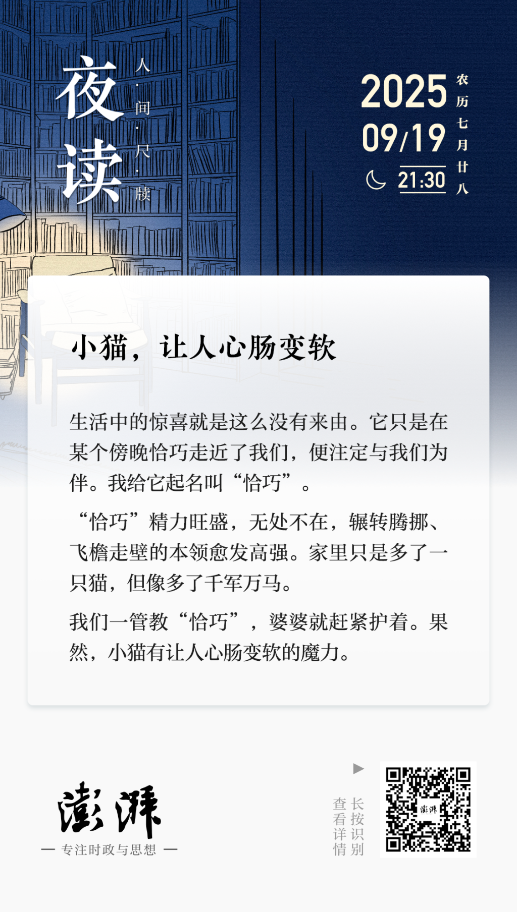 夜读｜小猫，让人心肠变软