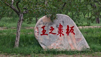 这片唐代的古枣林，如何被守护？
