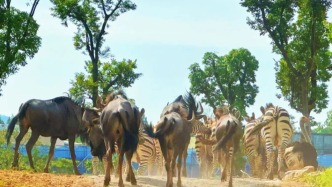 10月18日起南京红山动物园门票执行新价70元/人次